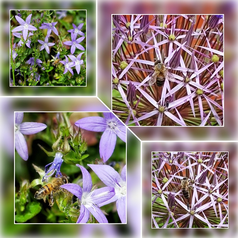 collage met bijen op campanula en sierui