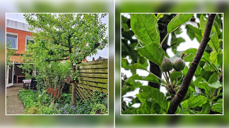 collage appelboom en close up van appeltjes in de groei